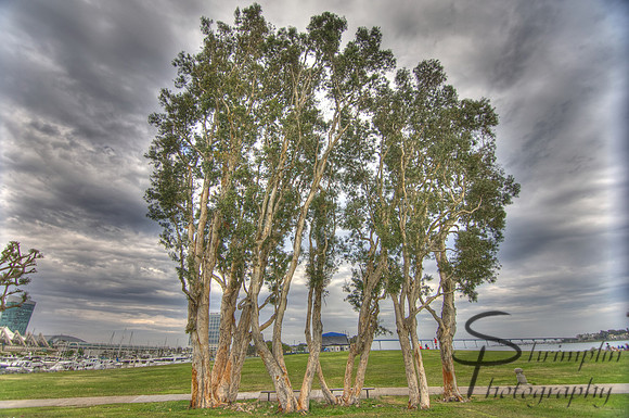 2013 San Diego - 1D Mark III {0411, 0412, 0413, 0414, 0415, 0416, 0417}